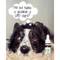CBD olaj kutyáknak? Mit kell róla tudni?