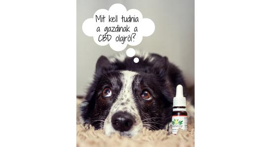 CBD olaj kutyáknak? Mit kell róla tudni?
